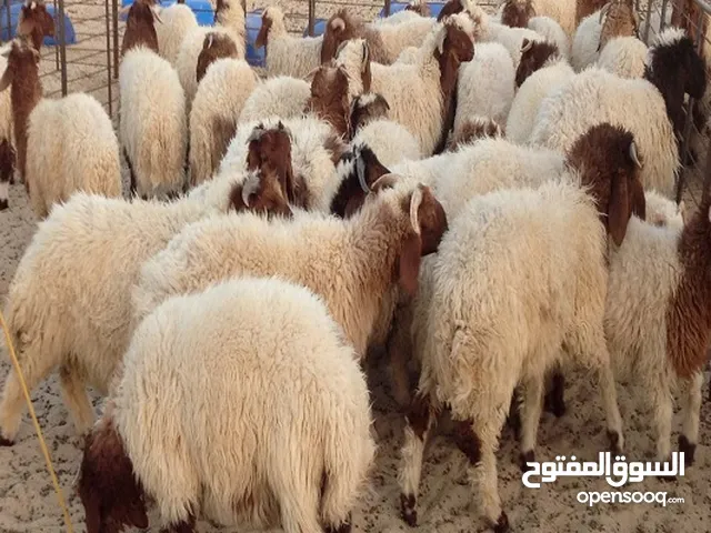 لحام ذبح اضاحي في المنزل ( متنقل ) ابو عدنان