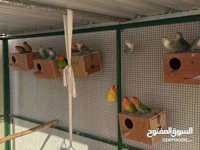 روز حجم كبير جنبو و اولون نادره مكس