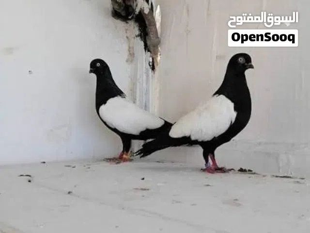 متاح جواز مزهورات سود نخب تحتيهم فراخ وبيض