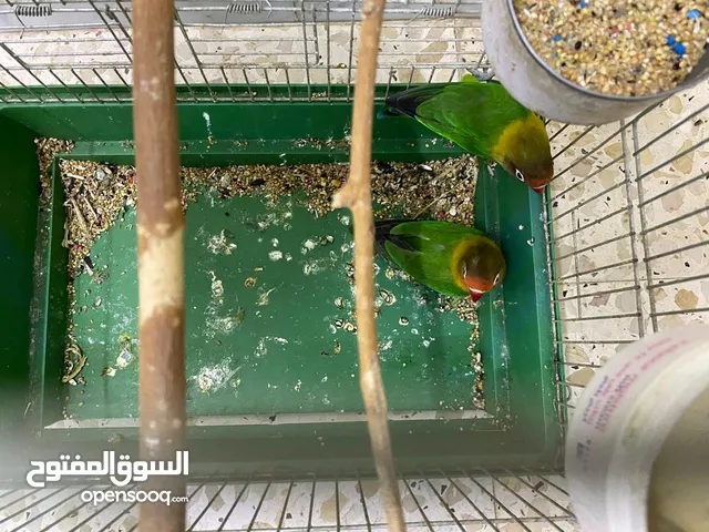 جوز فيشر شغال