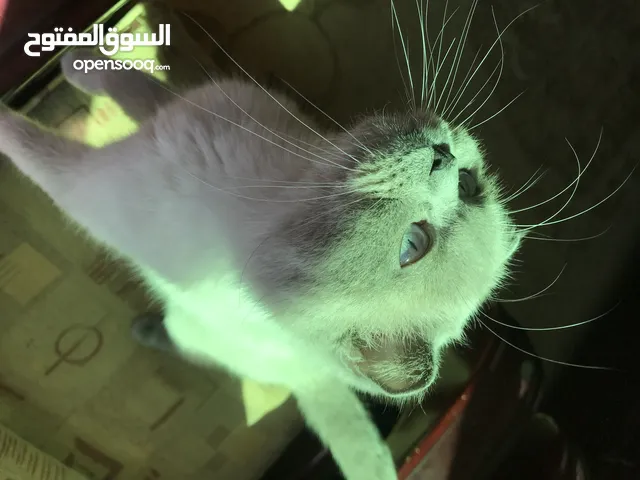 أنثى سكوتش فولد مكس همالايا للبدل