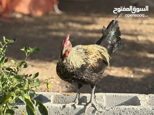 ديك بلدي للتبني