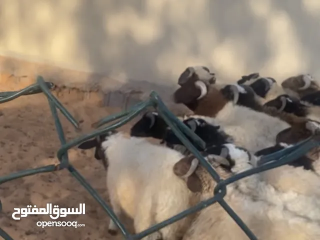 خرفان ربي يبارك عمر 9شهور