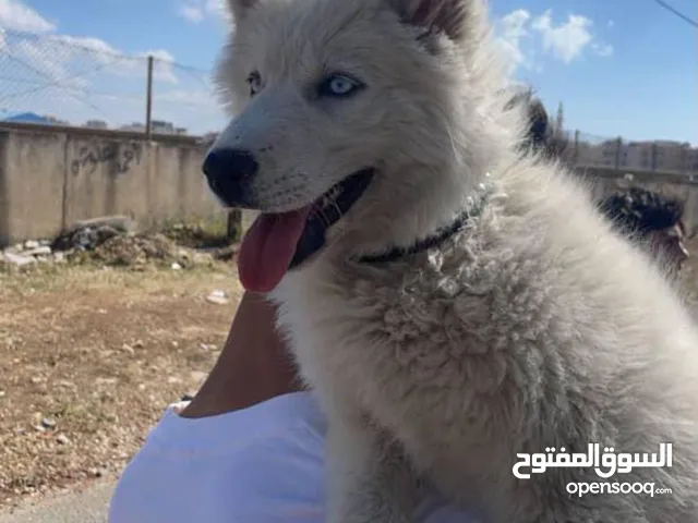 كلب هسكي الاسكى مدرب لعوب انثى ب 70 دينار ماخذة مطاعيم معها دفتر المطاعيم