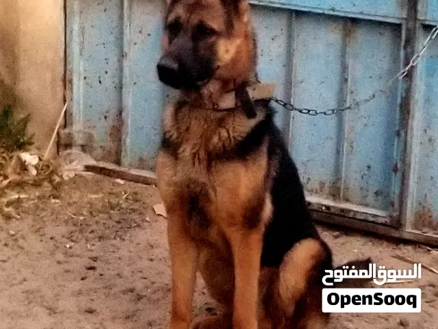 ذكر جرمن توب سلاله