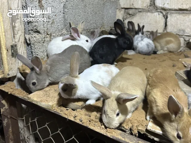 ارانب هجين للبيع 30 طرف