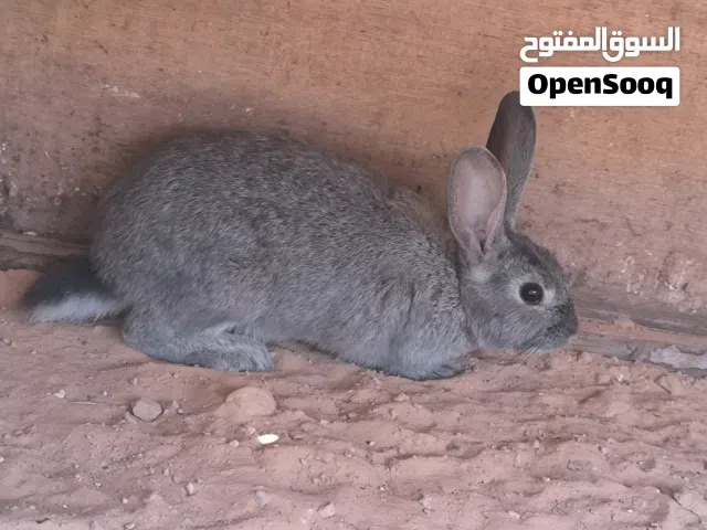 ارنب هجين عمرة تلات شهور