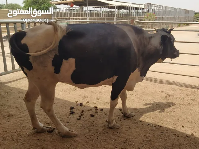 مزارع حصاد لبيع جميع انواع المواشي