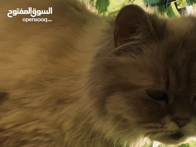 قطة للبيع في المرقب