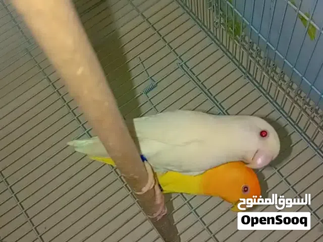 جوز روز رد فيس منتج للبيع بالخبر