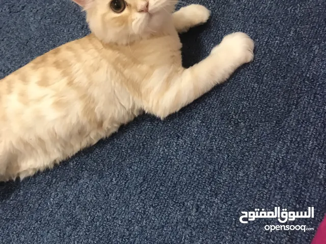 قطط للبيع الي يحب