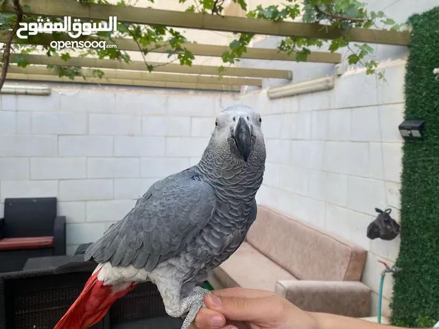 ببغاء كاسكو حبه سوبر جامبو اليف متكلم كلام مفتوح