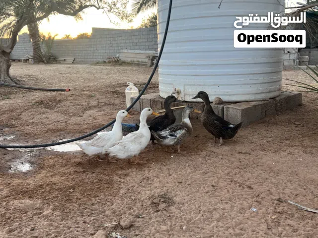 بط زينة للبيع العدد 5