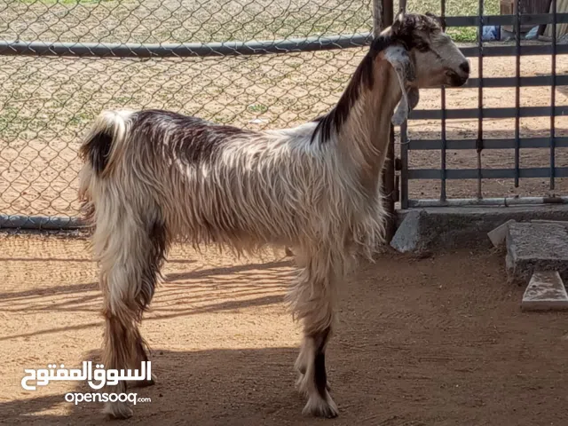 للبيع الماعز الرقاص