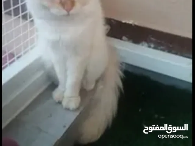 يا جماعة مين اشترى هاد البس ضرورييي