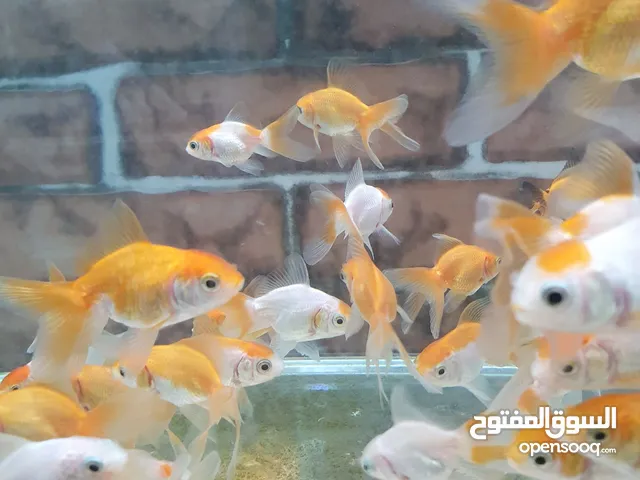 oranda gold fish