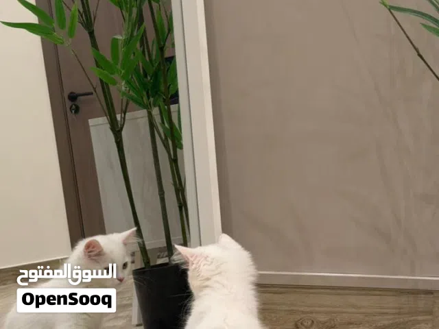 للبيع شيرازي بصحه ممتازه