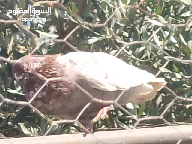 حمام للبيع