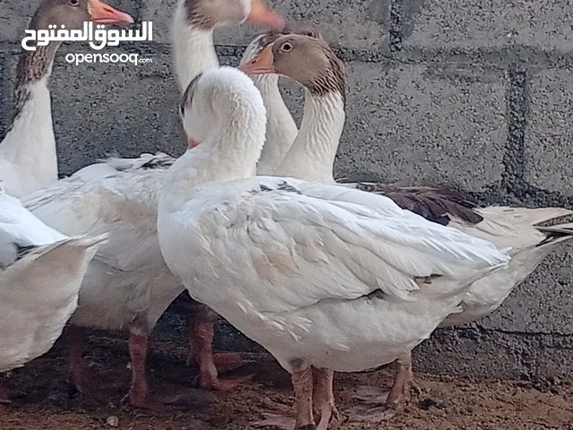 6 وزه للبيع