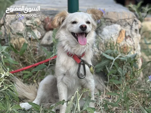 انثى لعوبه ونضيفه عمرها سنه ونص للتواصل ع الواتس