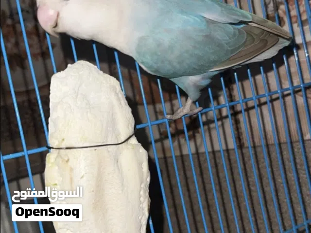 روز منتج للبيع