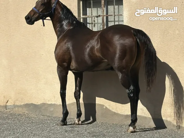 حصان ثربرد