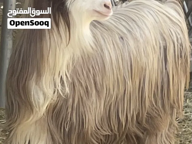 للبيع جدايه حوليات