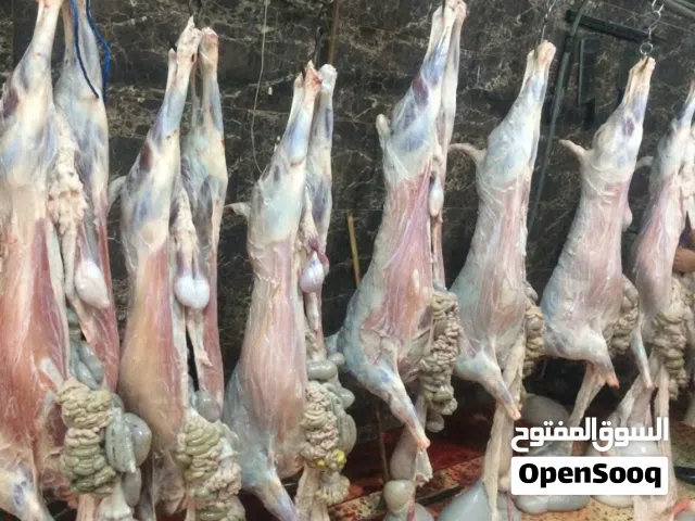 موجود لحام داخل اربد لا ذبح الأضاحي