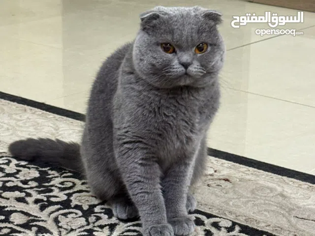 سكوتش فولد رصاصي ذكر