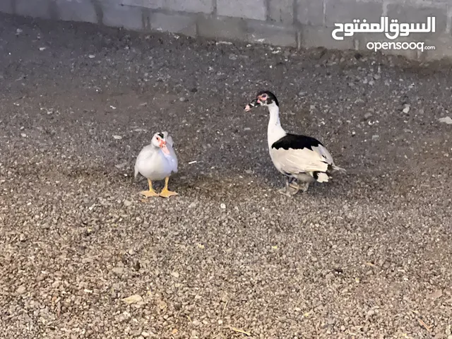 للبيع: بط حلو ونظيف