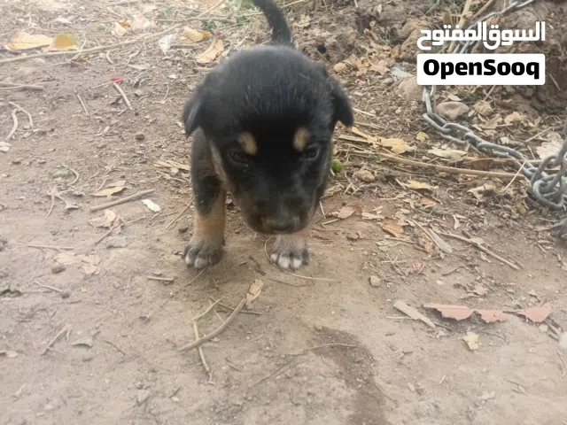 كلاب  مالينو هاسكي
