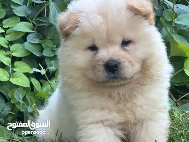 Chowchow for sale