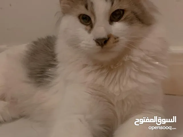 قط ذكر للتبني