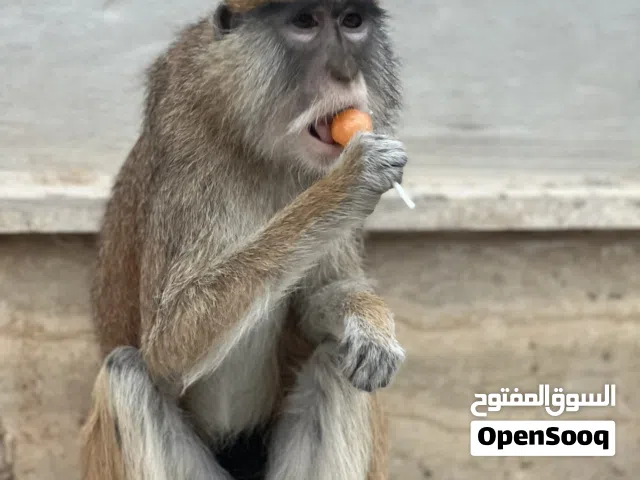 قرد نسناس أنثى للبيع