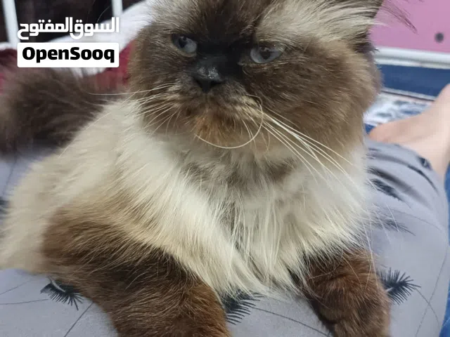 قطه اليفه هملايا