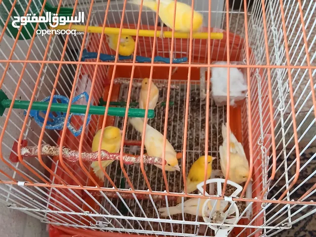 طيور كنار للبيع