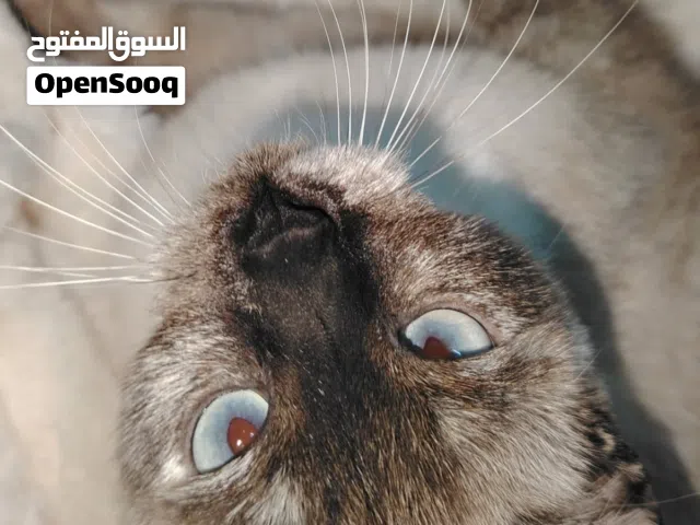 قطه انثى سياميه للبيع