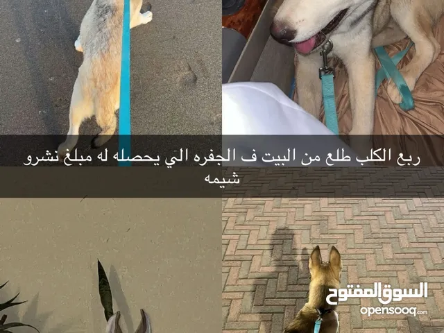 ربع الكلب مفقود ف صحار بتحديد الملتقى الي يحصله دخيلكم تواصلو