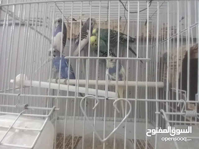 طيور الحب بادجي