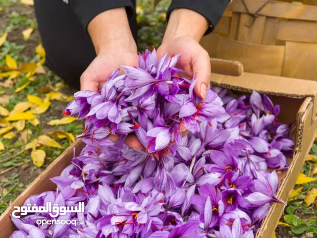 زعفران إيراني ممتاز