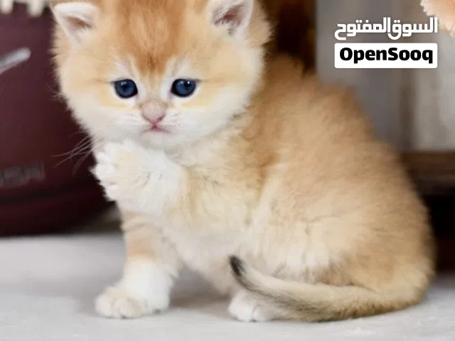 اعلى مستويات البريتش والسكوتش اعل   المستويات العالمية الجميله