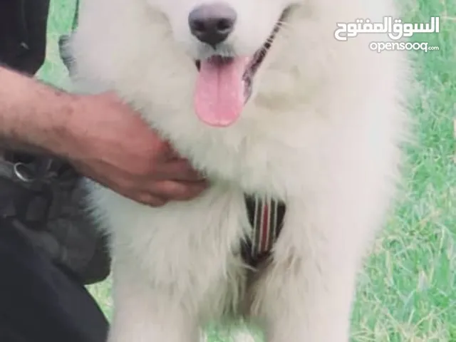 اي شخص معه انثى هاسكي نفس لمستوى هاذا للبيع عادي اي عمر مايهم العمر اهمشي مستوى قوي تواصل خاص