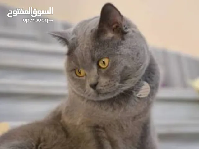 قط جميل للبيع