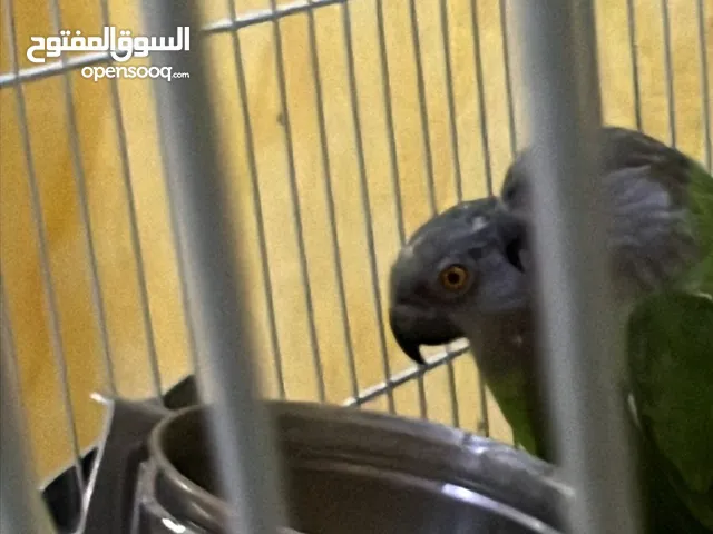 النوع سنغالي العدد 2 الجنس زوج العمر فوق سنتين او اكثر اللون واضح الانتاج جاهز الصحه ممتازه