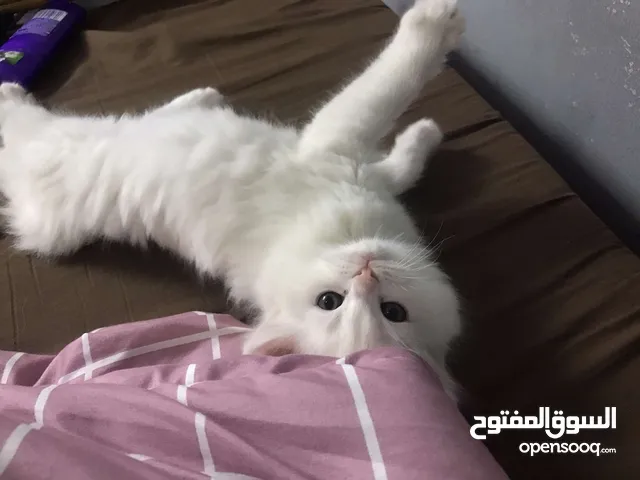 قطط شيرازي مكس بريتش