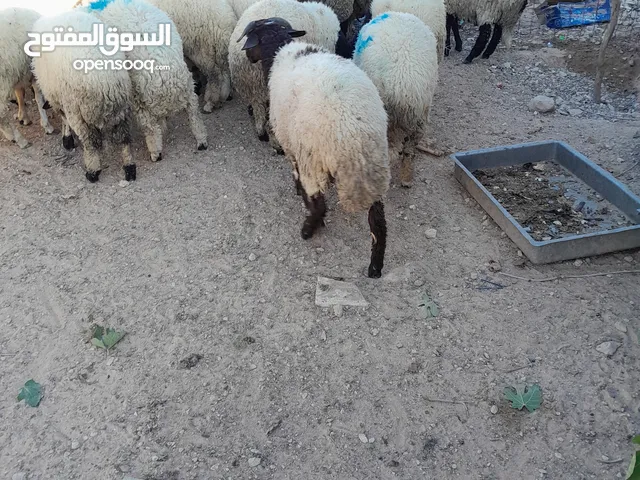 حوالي للبيع ،،بني وليد