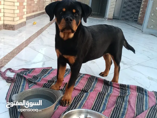 كلب روت وايلر مستوي عالي