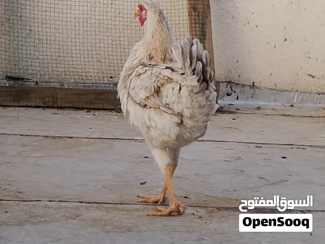 دجاجه عربيه جانت كاركه