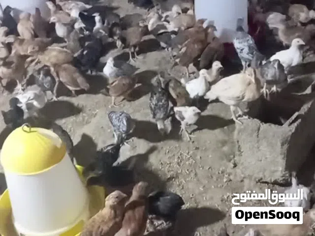 دجاج بلدي وفيومي