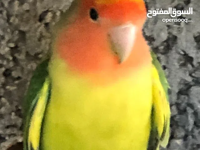 للبيع بركديلو